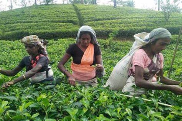 Tea Planation Tour